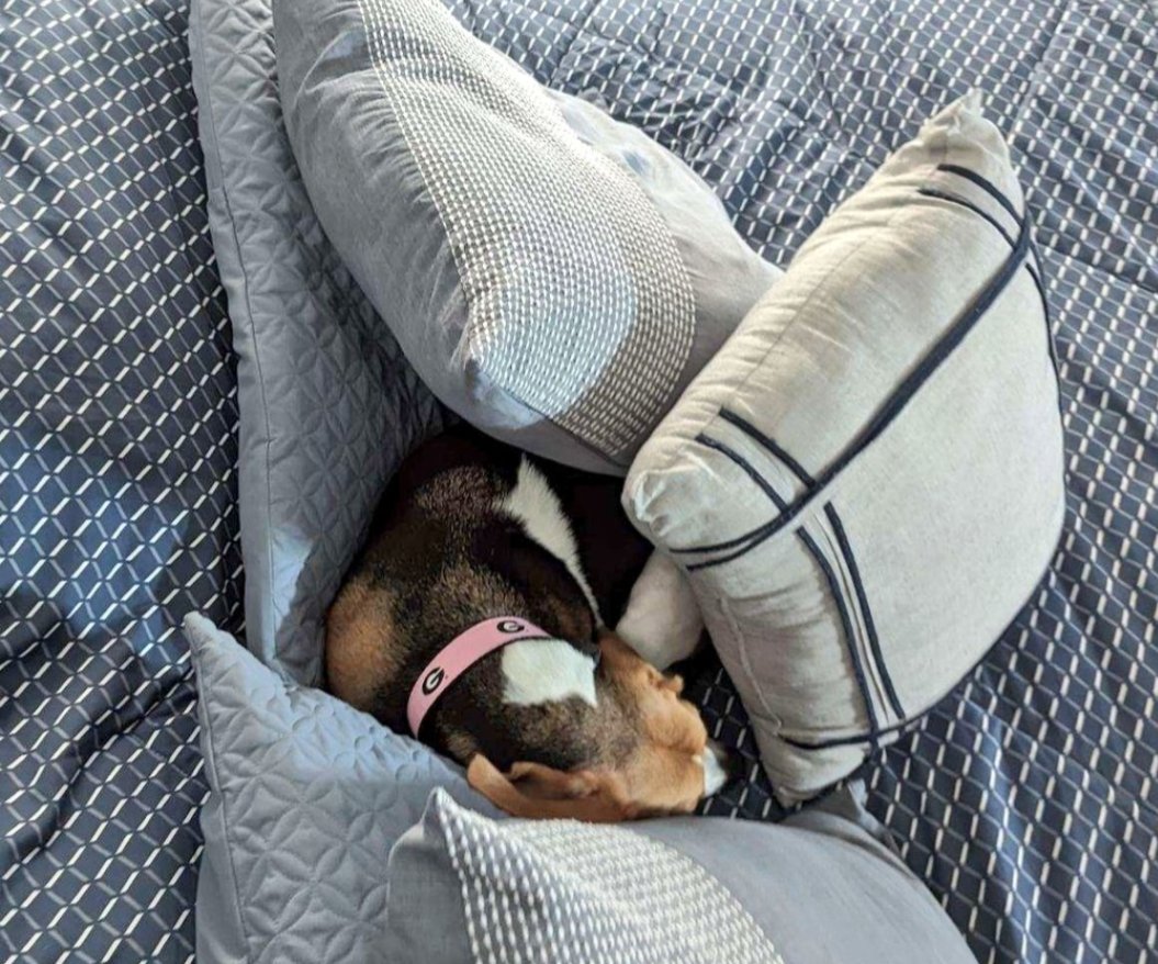 Yeti, Reese & The Beagle Brigade tweet media