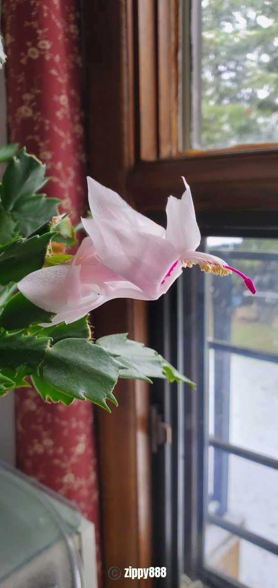 zzippy888's tweet photo. Happy Monday! π π€ Happy Victoria Day! π¨π¦ #Thanksgivingcactus #flower #photography #myplant #bloomscrolling #newbloom https://t.co/P8Q7eOzwjv