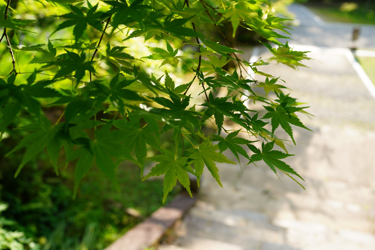 【公式】長岳寺《花と地獄絵の山寺》 tweet media