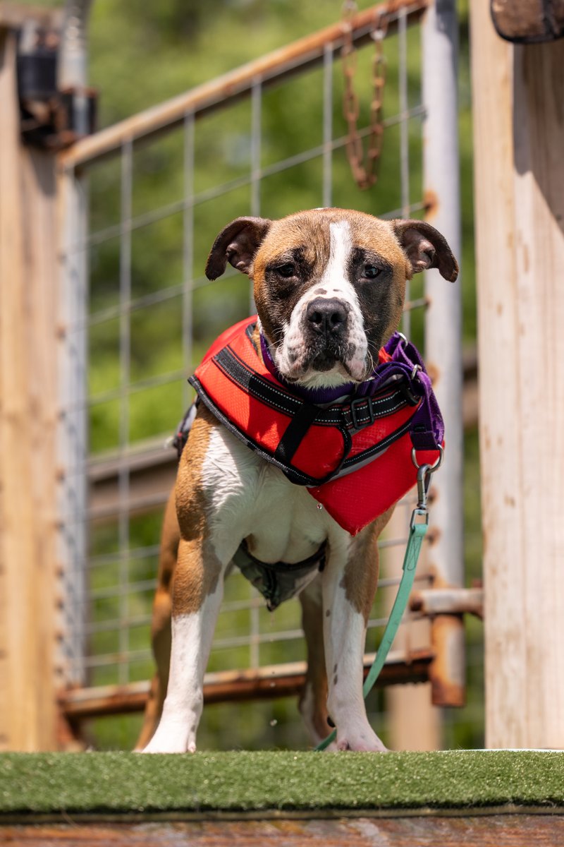WakeGOV Pets tweet media