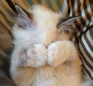 kittyperth's tweet photo. ˶˃ᆺ˂˶ https://t.co/qp1M4jLHQF