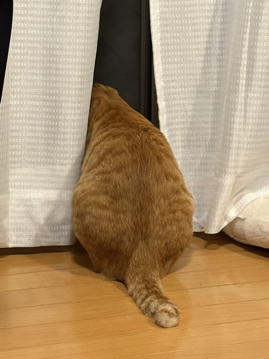 野良ちゃん🐱(旧(なにわの)きっちんぐ)【期間限定HN】 tweet media