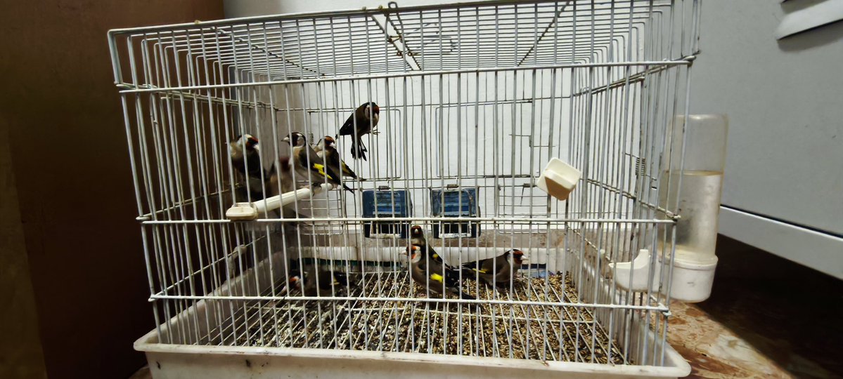 Committee Against Bird Slaughter (CABS) tweet media