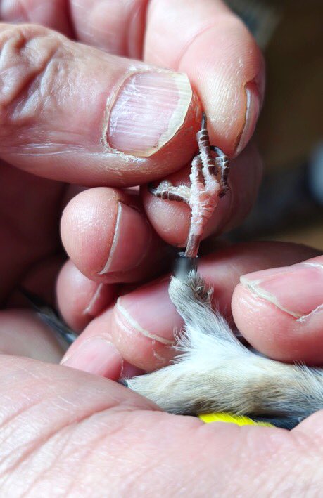 Committee Against Bird Slaughter (CABS) tweet media