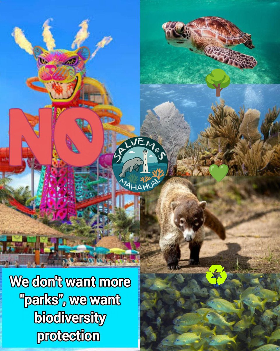 liligisoo's tweet photo. Aprovechando mi plataforma vengo a pedirles que por favor unan a las peticiones contra la construcción de unos toboganes en uno barrera de arrecifes más grandes del mundo, Mahahual, en Quintana Roo.

Por favor únanse firmando estas peticiones:

🔗 https://t.co/Qko45P7L2G

🔗 https://t.co/kAHONAbCs7