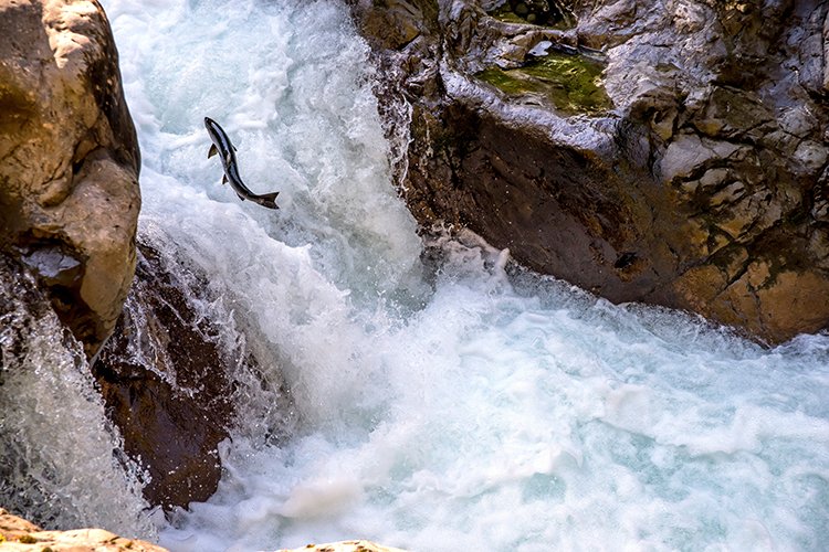 NOAAHabitat's tweet photo. This week we’re celebrating all things fish migration – leading up to #WorldFishMigrationDay on May 23. Follow along to learn about migratory fish and how NOAA’s habitat work helps them along their journeys. 🐟
https://t.co/DbzJbtiBzT https://t.co/0HtqMbtCZ8