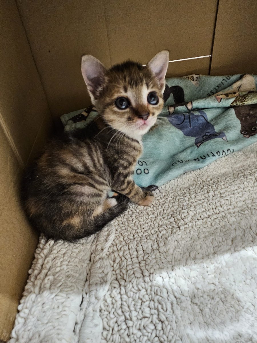 Nei Nei 🐱 De la colonia tweet media