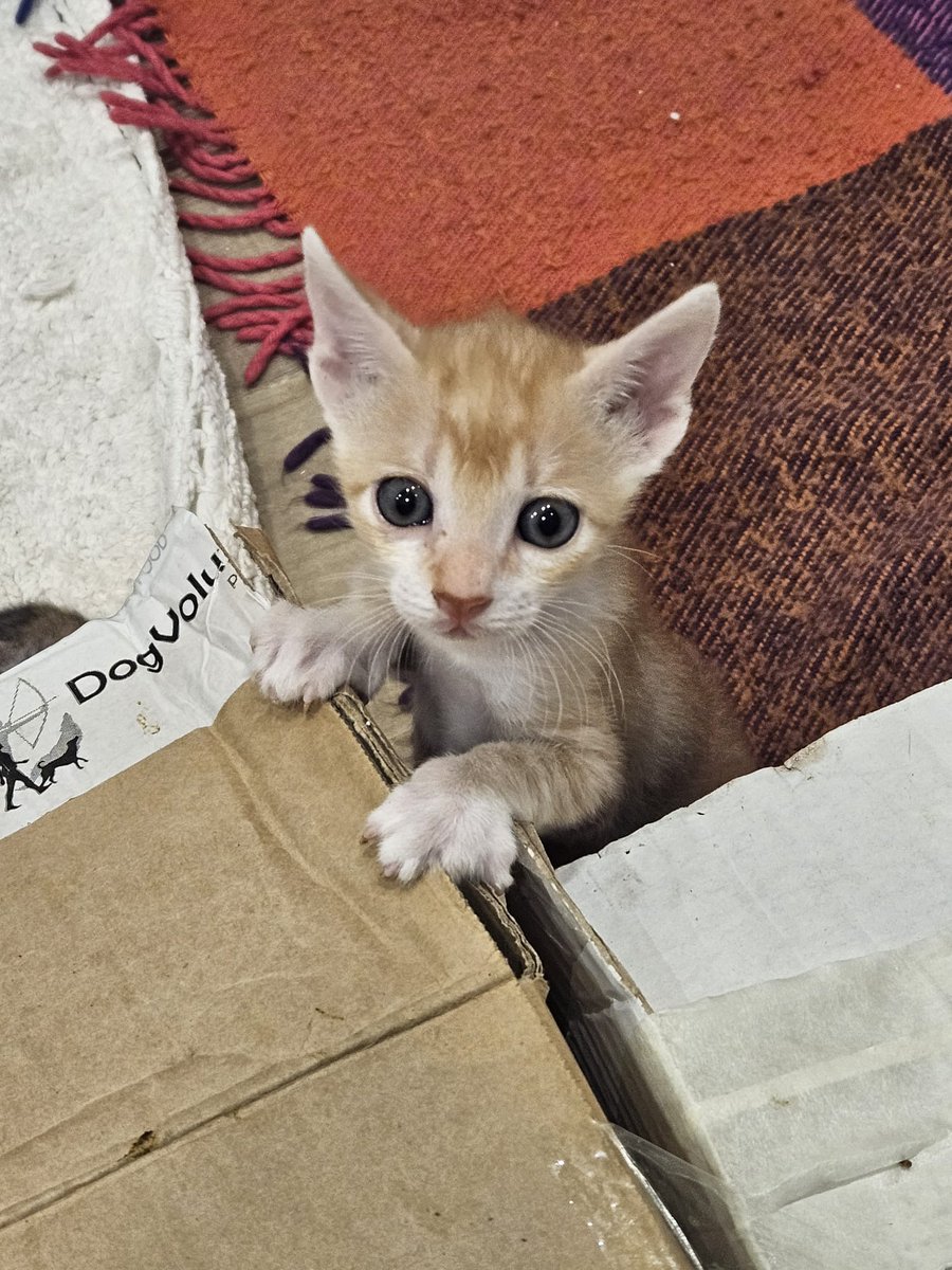 Nei Nei 🐱 De la colonia tweet media