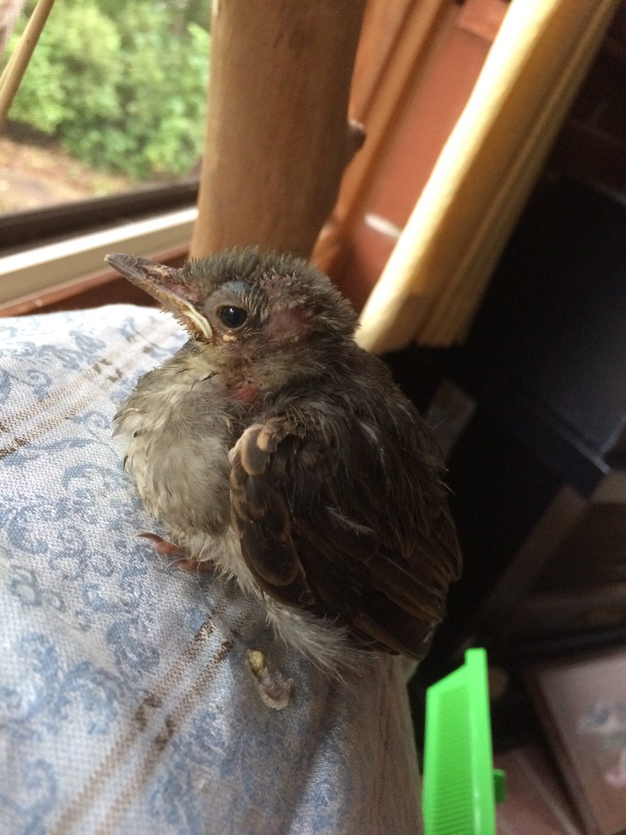 akita_cafe_tori's tweet photo. 2018.8.23
ふれあいのお店を開いて2年目に、知らない男性が鳥のヒナを持って来た　「落ちてたから拾って育てようと思ったけど、やっぱりやめたので引き取って欲しい」とのこと
元気に育って欲しい希望を込めて"元気"と命名🐧
なんの野鳥かさっぱり分からなかった
とりあえず🪱と野菜とすり餌 https://t.co/pA8m0m5GAg