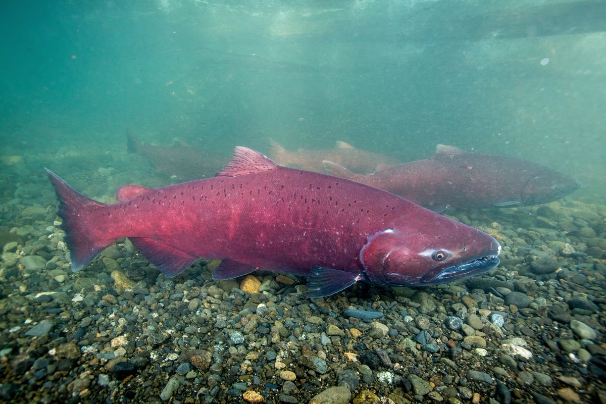 NOAAHabitat's tweet photo. This week we’re celebrating all things fish migration – leading up to #WorldFishMigrationDay on May 23. Follow along to learn about migratory fish and how NOAA’s habitat work helps them along their journeys. 🐟
https://t.co/DbzJbtiBzT https://t.co/0HtqMbtCZ8