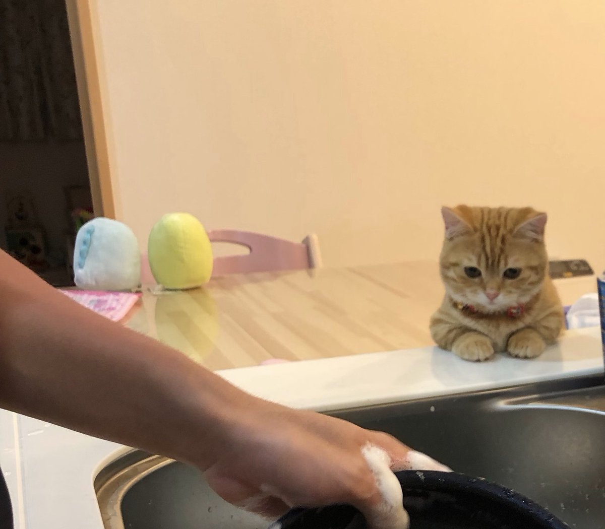 ぷっちょ🐈 tweet media