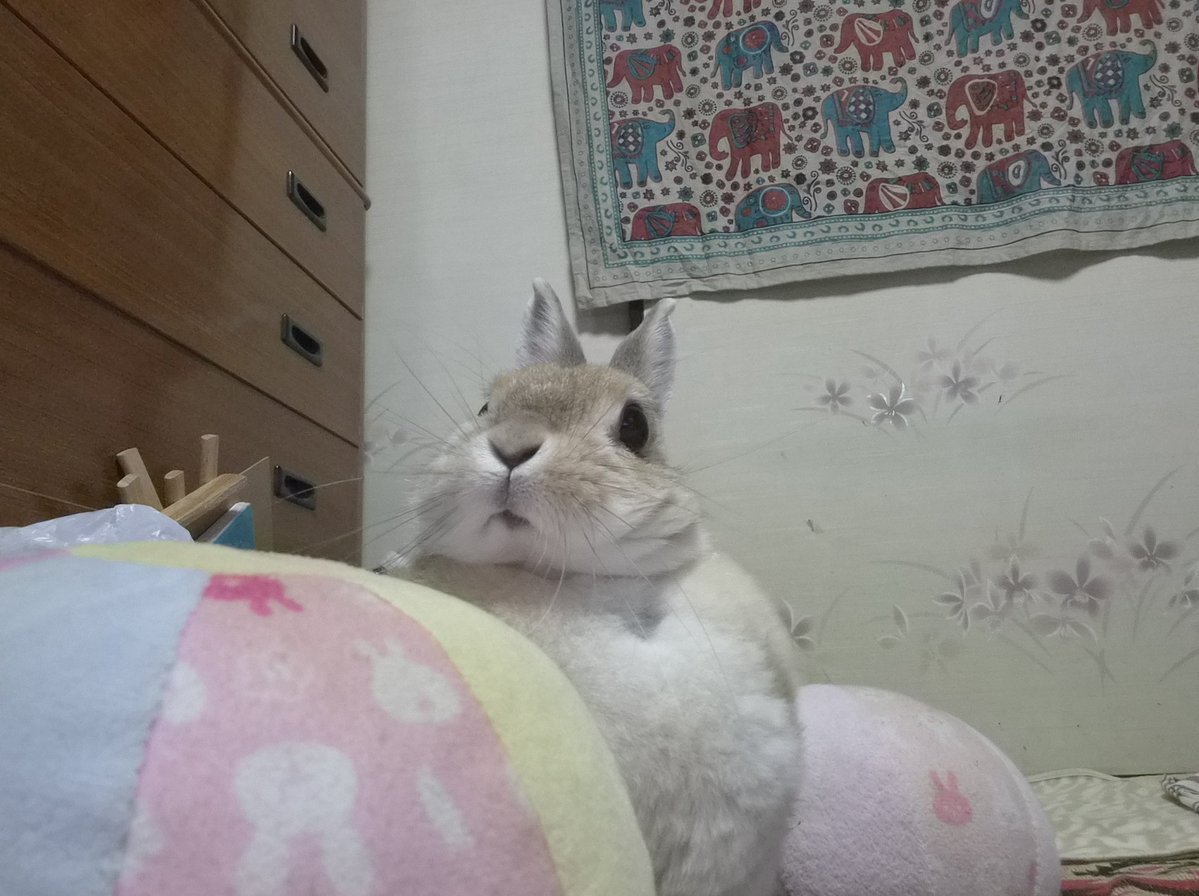 ゴンちゃんおやすみ～🐰💛 また明日ね🌙✨