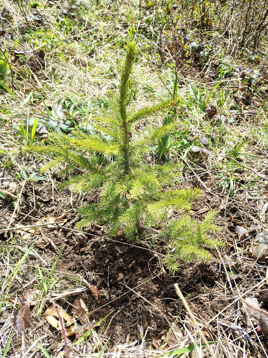 Effortel_'s tweet photo. Proud to support this initiative for the fifth consecutive year, as Effortel volunteers joined efforts to help restore areas in Vitosha, Bulgaria, affected by deforestation by planting new trees. 🌱 #Volunteering #TreePlanting #Vitosha #Bulgaria #Effortel #GreenFuture https://t.co/6s2GCo3lkX