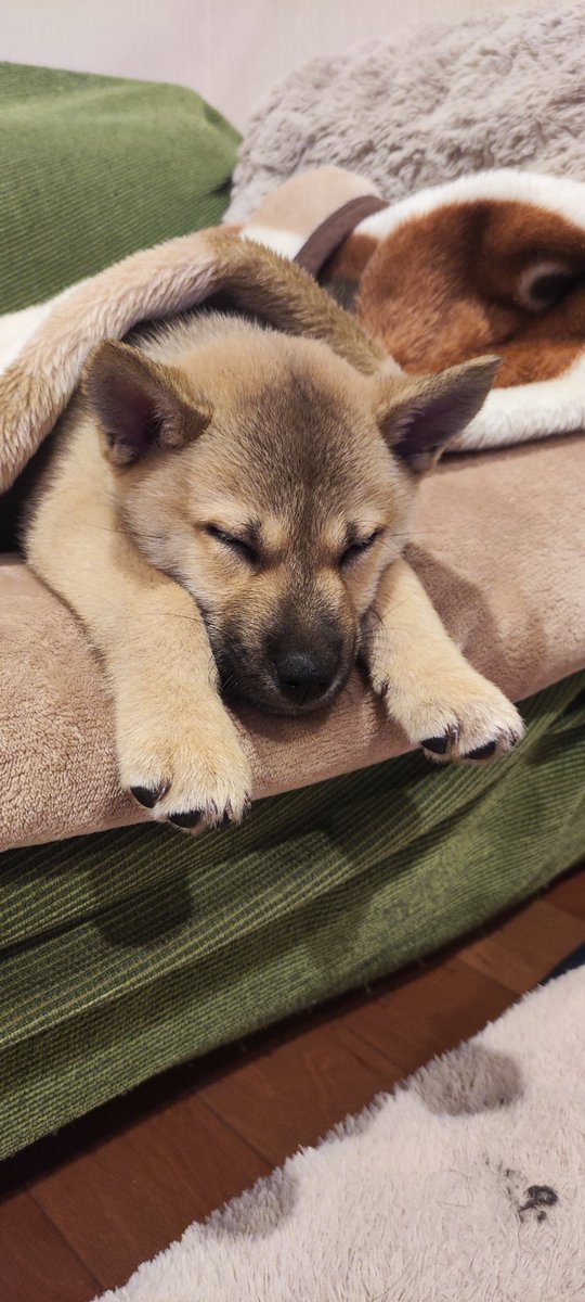 kiakata10's tweet photo. 気持ち良さそうに寝てます😴 https://t.co/XOAuTlL92m