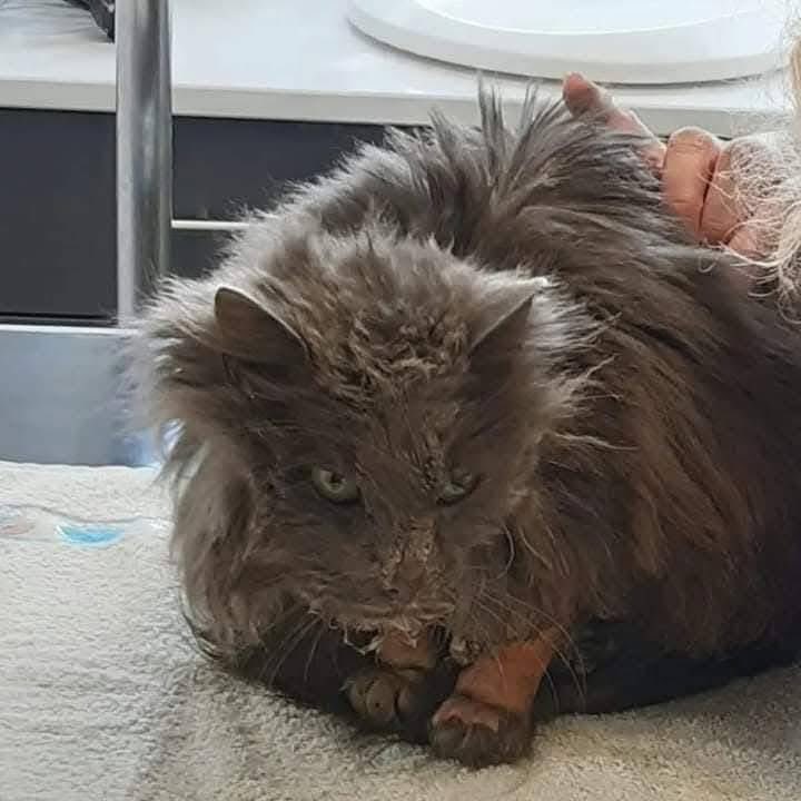 sylvie92958451's tweet photo. C’est ce vétérinaire qui a laissé mourir ce pauvre chat, et qui continue d’exercer sans aucuns états d’âme , pendant que le papa de ce pauvre Victor n’a plus que ses yeux pour pleurer. Merci de partager , et de le soutenir.😪💔🙏 https://t.co/dvbwrm5Z4n