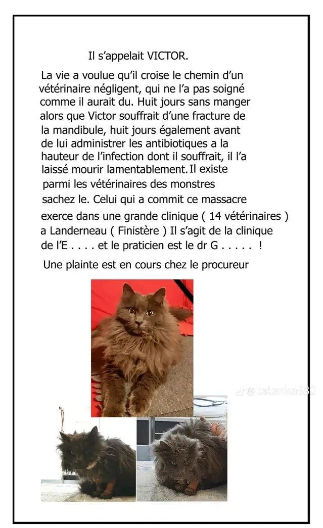 sylvie92958451's tweet photo. C’est ce vétérinaire qui a laissé mourir ce pauvre chat, et qui continue d’exercer sans aucuns états d’âme , pendant que le papa de ce pauvre Victor n’a plus que ses yeux pour pleurer. Merci de partager , et de le soutenir.😪💔🙏 https://t.co/dvbwrm5Z4n