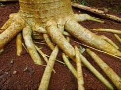 shyam_ayurved's tweet photo. Dear man,

For those who have lost their inner strength, this remedy can prove to be very good. It has been used for centuries in Ayurveda.

What you have to do is to take the root of Male papaya, clean it well and drink with the milk and water.

Take it for 3 weeks and enjoy it. https://t.co/LHH3Xbwgls