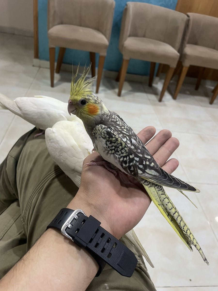 Dr-sato tweet media