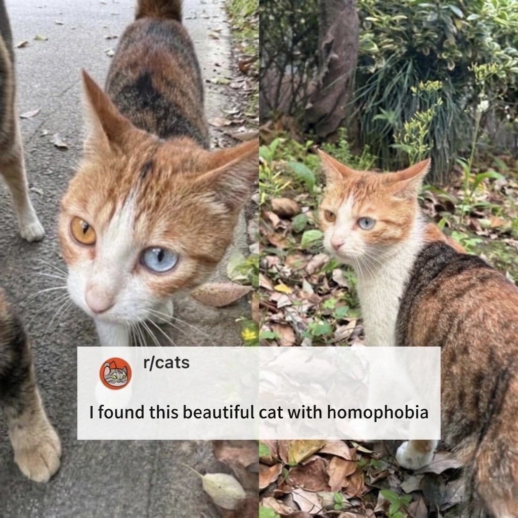BestOfMeow's tweet photo. Rare https://t.co/WWQvlKWj6w