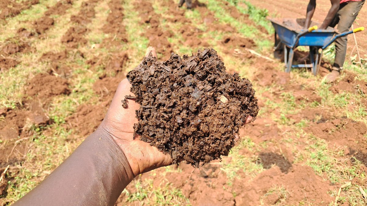 tunagrow_org's tweet photo. How do you view soil? 

Just dirt beneath our feet… or the foundation of life itself?

According to the Food and Agriculture Organization, nearly 33% of the world’s soils are degraded. That’s not just a farming problem — it’s a food, water, climate, and health problem too. https://t.co/2sjJ31DDR6
