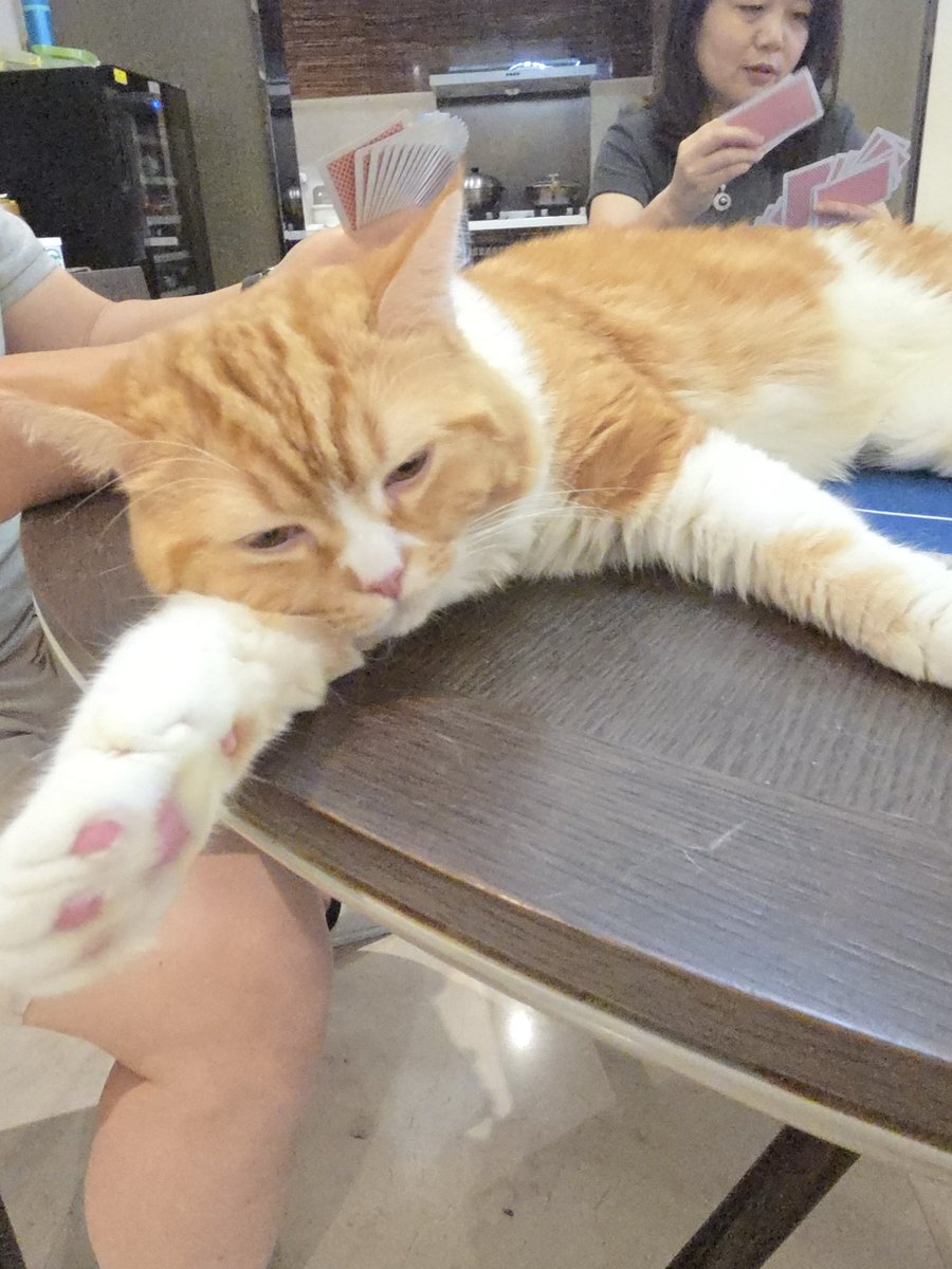 cp_777777's tweet photo. 猫咪上桌吃饭🤣 https://t.co/Jy6ibEoCcy
