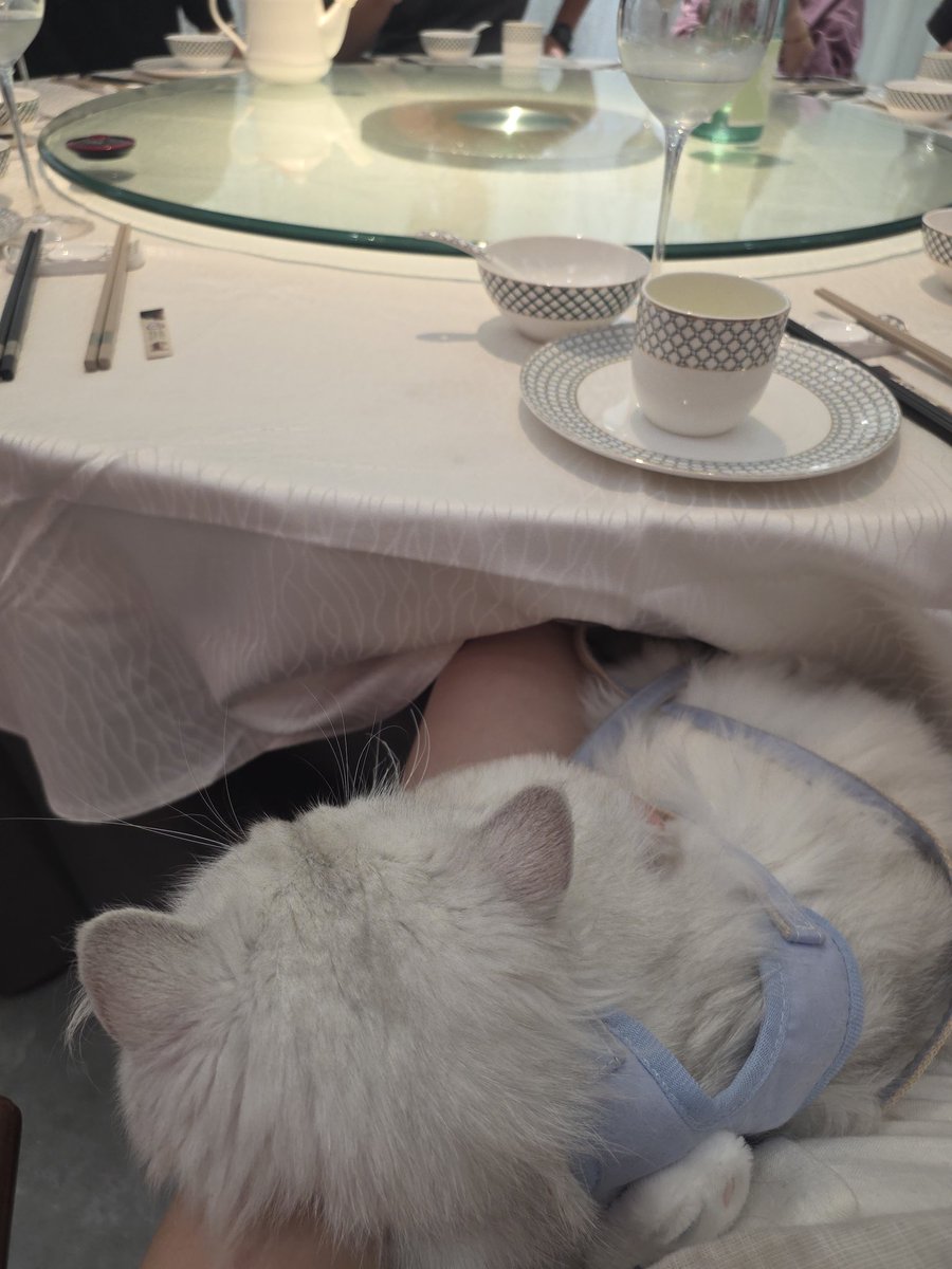 cp_777777's tweet photo. 猫咪上桌吃饭🤣 https://t.co/Jy6ibEoCcy