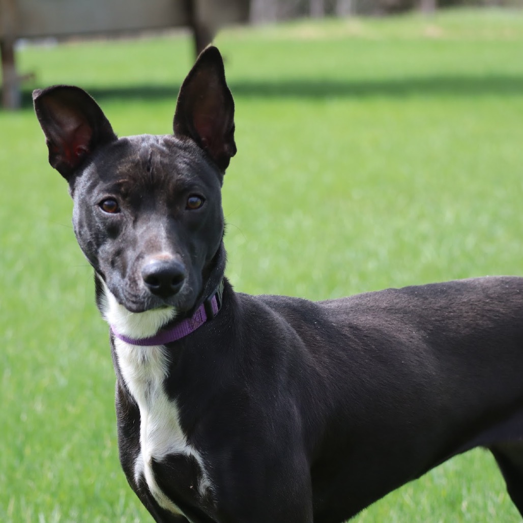 Ruff Start Rescue tweet media