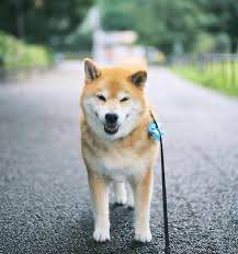 MARUTARO tweet media