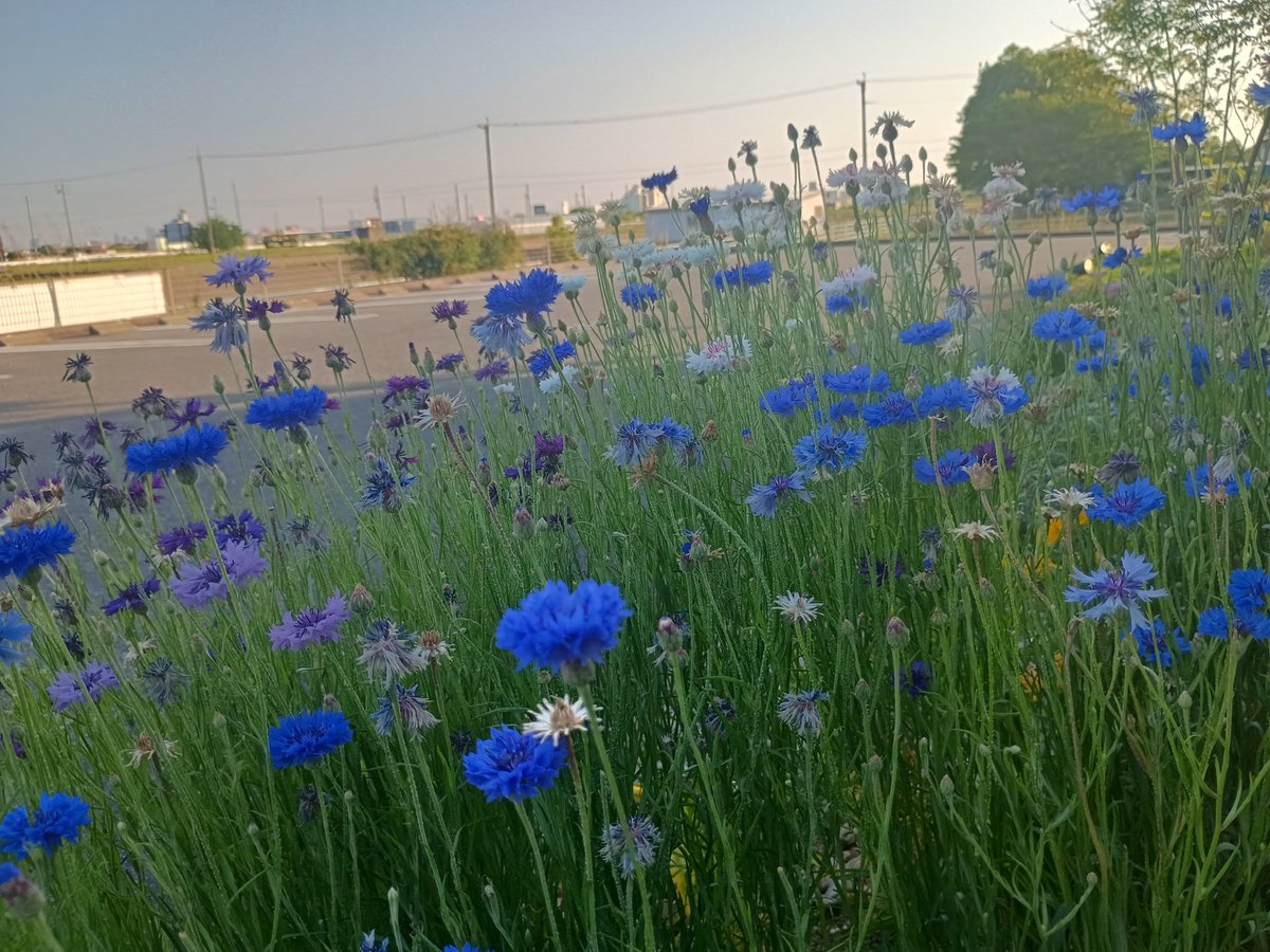 transvestite1a's tweet photo. ヤグルマギク。端正なお花。群生しているととっ���も優美な感じがします。(⁠ ⁠ꈍ⁠ᴗ⁠ꈍ⁠) https://t.co/0L1k8YqZMW