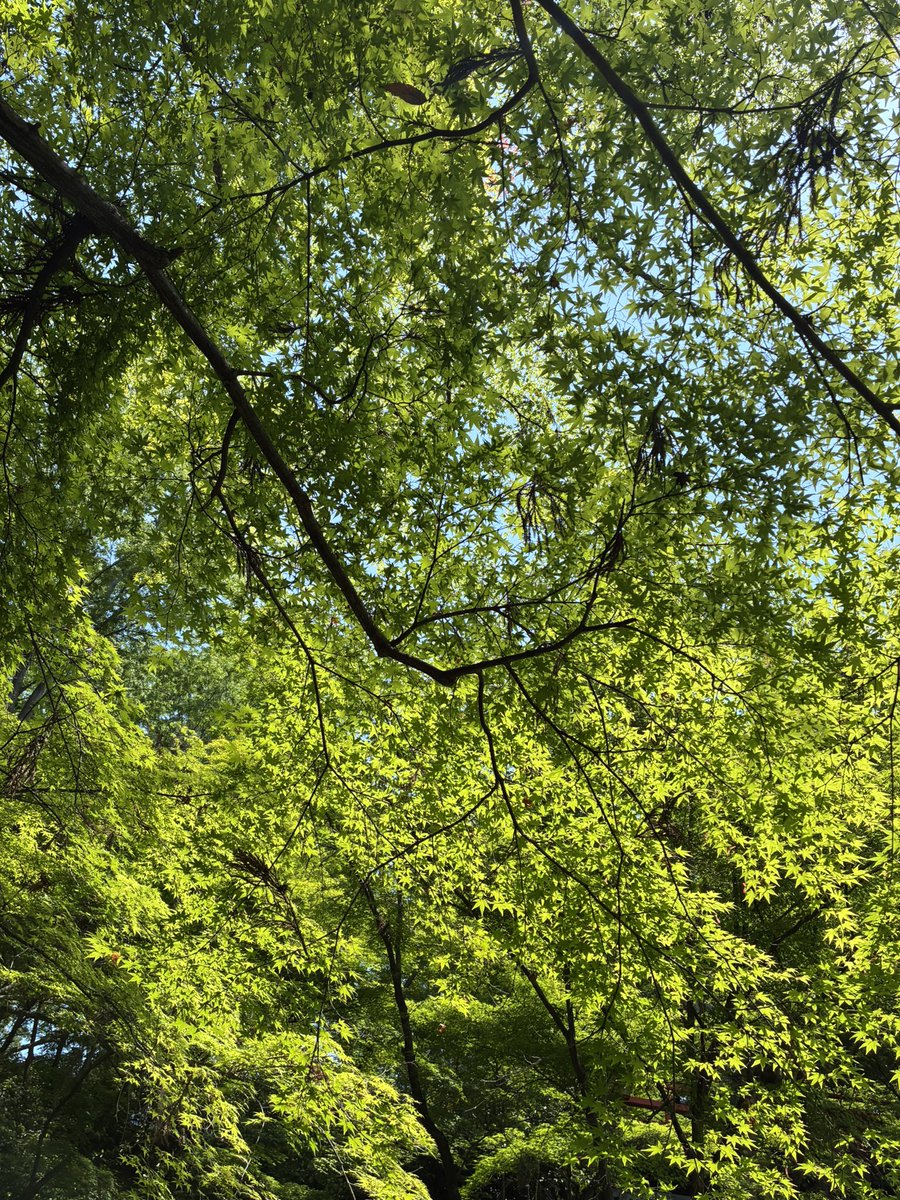 uma860's tweet photo. こないだの金土と京都に髭・膝の旅に行ってきました　金)石清水八幡宮(春日神社・相槌神社、飛行神社)→京博　土)北野天満宮→大覚寺
北野天満宮の青もみじ苑、街中なのに苑に入った途端に山の中になるの訳がわからない　異世界の美しさ https://t.co/C4vBoQRFPi