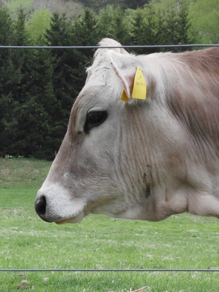 farmdesigns2's tweet photo. 🐂ファームエリア🐂

横顔が良い！！

ただそれだけです。

トマムで生活している牛さんを

日々紹介してまいります〜

#牧場 https://t.co/QUrZHSwaG9