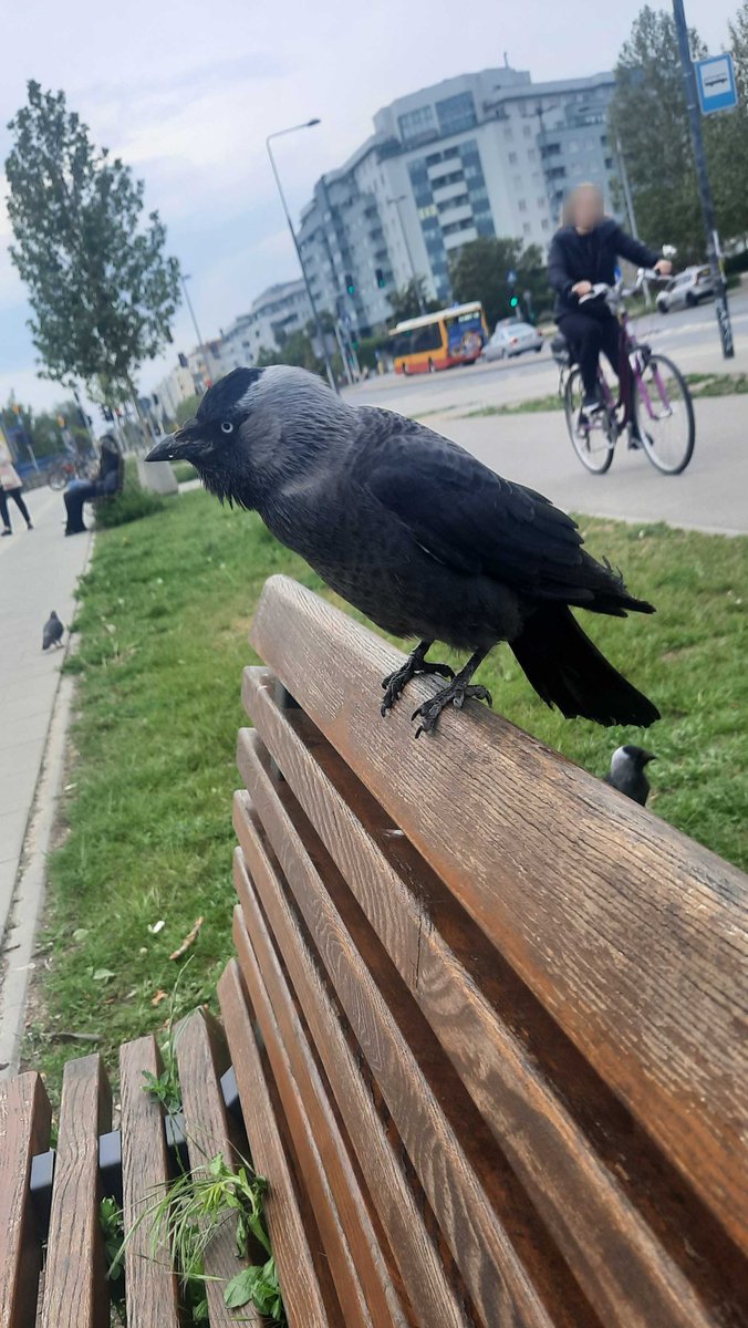 Frranssii's tweet photo. I shared my only meal with this gentleman on my way home xdd https://t.co/fAR17hsJZg