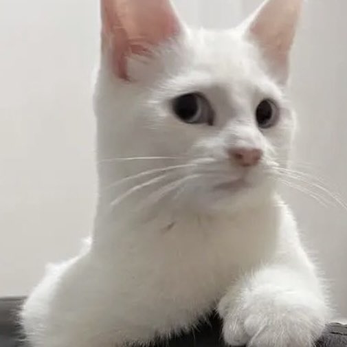 ʚ เบบี้พาว ɞ ⋆˚🐾˖° for เบบี้ตั้ว /ᐠ⑅ᐟ\ ୨୧ tweet media