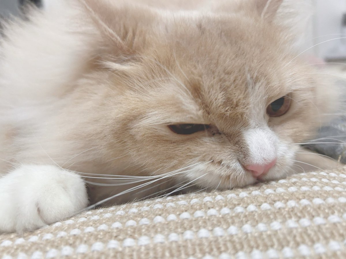 ゆんにゃん🐱🍼 (@yun_pawapuro) / Posts / X