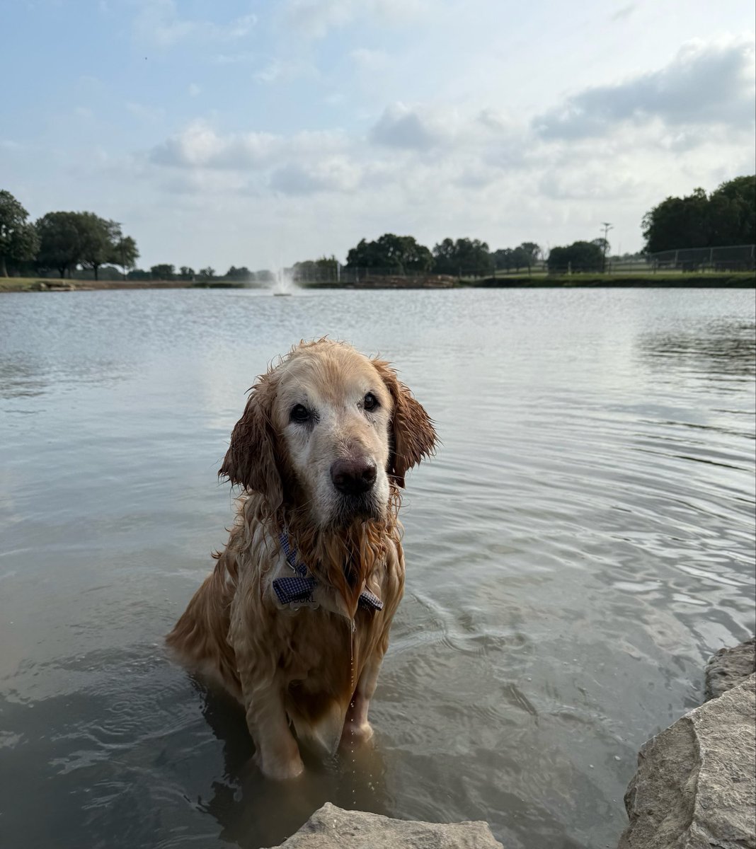_The_Real_Duke's tweet photo. I know she knows I will come back. 

And that grief is just a testament to the love one didn’t get to show. 

Which feels silly because I know I’ve been so so so loved, how could there still be some left over? 

You’ve all been great friends and I will miss you a lot. 🧡 https://t.co/TcS4MMn9z5