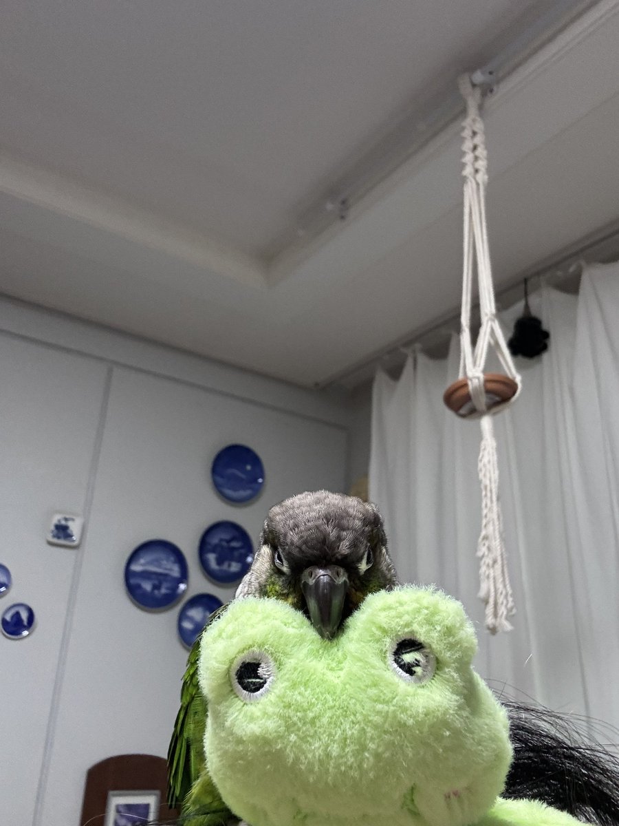 보리꼬꼬🦜 tweet media
