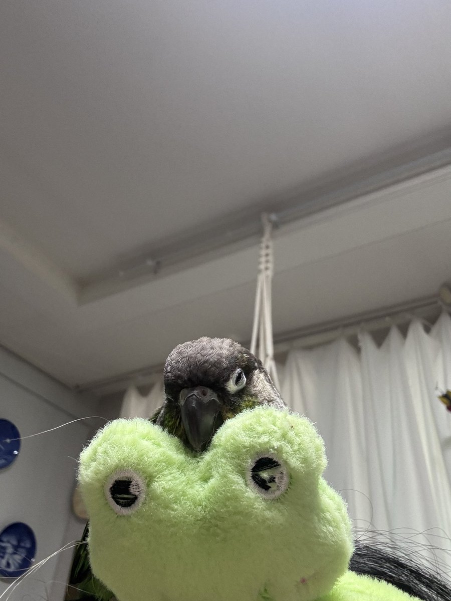 보리꼬꼬🦜 tweet media