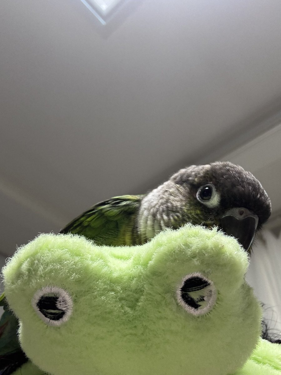 보리꼬꼬🦜 tweet media