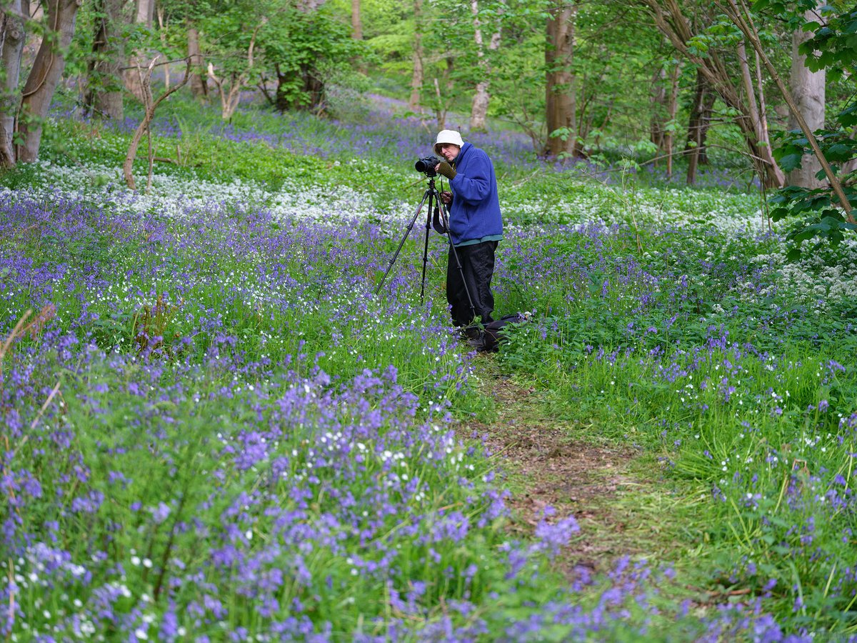 ttarpd's tweet photo. "Bluebells, Stitchwort and Wild Garlic", Morpeth, Northumberland
https://t.co/1v36foFKzd
#uk #gb #England #Northumberland #Macro #Morpeth #Flower #Bluebell #Nature #Wildflowers #fuji #fujifilm #fujinon #GFX100S #GF120mm #datacolorspyder #colormatters #sunwayfoto #TopazLabs https://t.co/kOPKNehEzQ