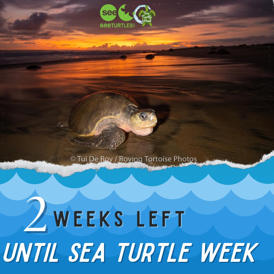 seaturtleweek's tweet photo. Just 2 weeks until #SeaTurtleWeek!

As part of the celebration, we’re teaming up with the Oceanic Society for a global ocean cleanup to help protect marine life and the habitats sea turtles rely on.

Start planning and register your cleanup event here 👇
https://t.co/jOK8MvPdjr https://t.co/rRtK6bAo5c