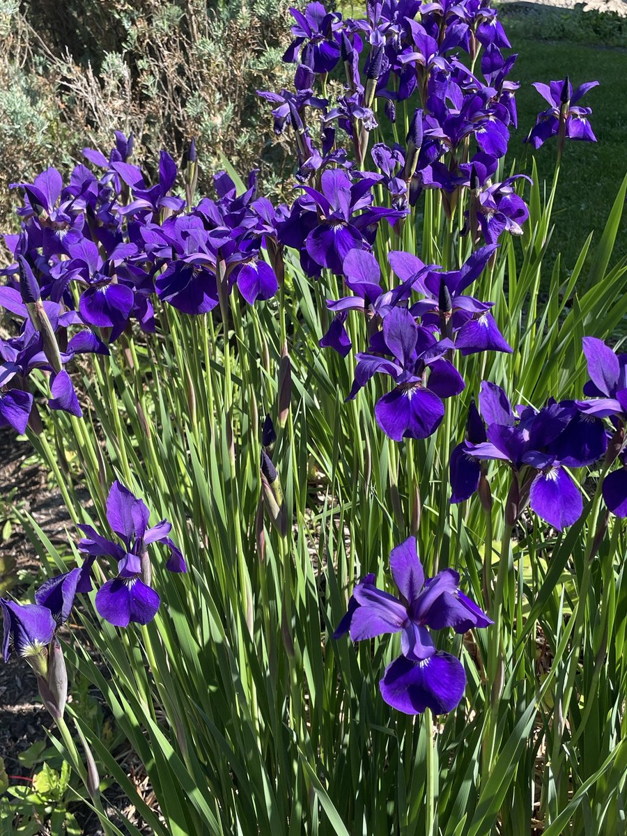 ScottSandage's tweet photo. @fstflofscholars Right back at you! I took these pics for my brother in Seattle. Irises always remind us of our Great Aunt Berenice, born in 1906. She grew them in her enormous garden. Who do your patch make you think of? https://t.co/lWw2D3gojp