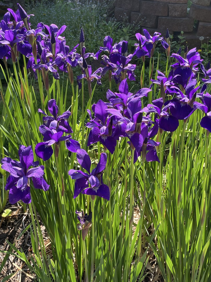 ScottSandage's tweet photo. @fstflofscholars Right back at you! I took these pics for my brother in Seattle. Irises always remind us of our Great Aunt Berenice, born in 1906. She grew them in her enormous garden. Who do your patch make you think of? https://t.co/lWw2D3gojp