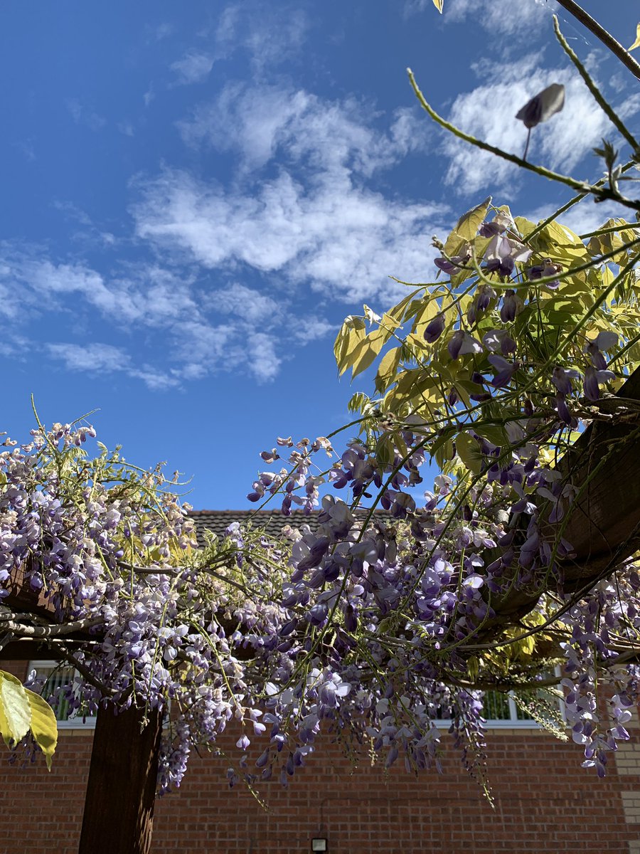 ValeriyaSalt's tweet photo. The sky, framed by the wisteria 🌺🌸 #GardeningX #springvibe https://t.co/eXNV7map29
