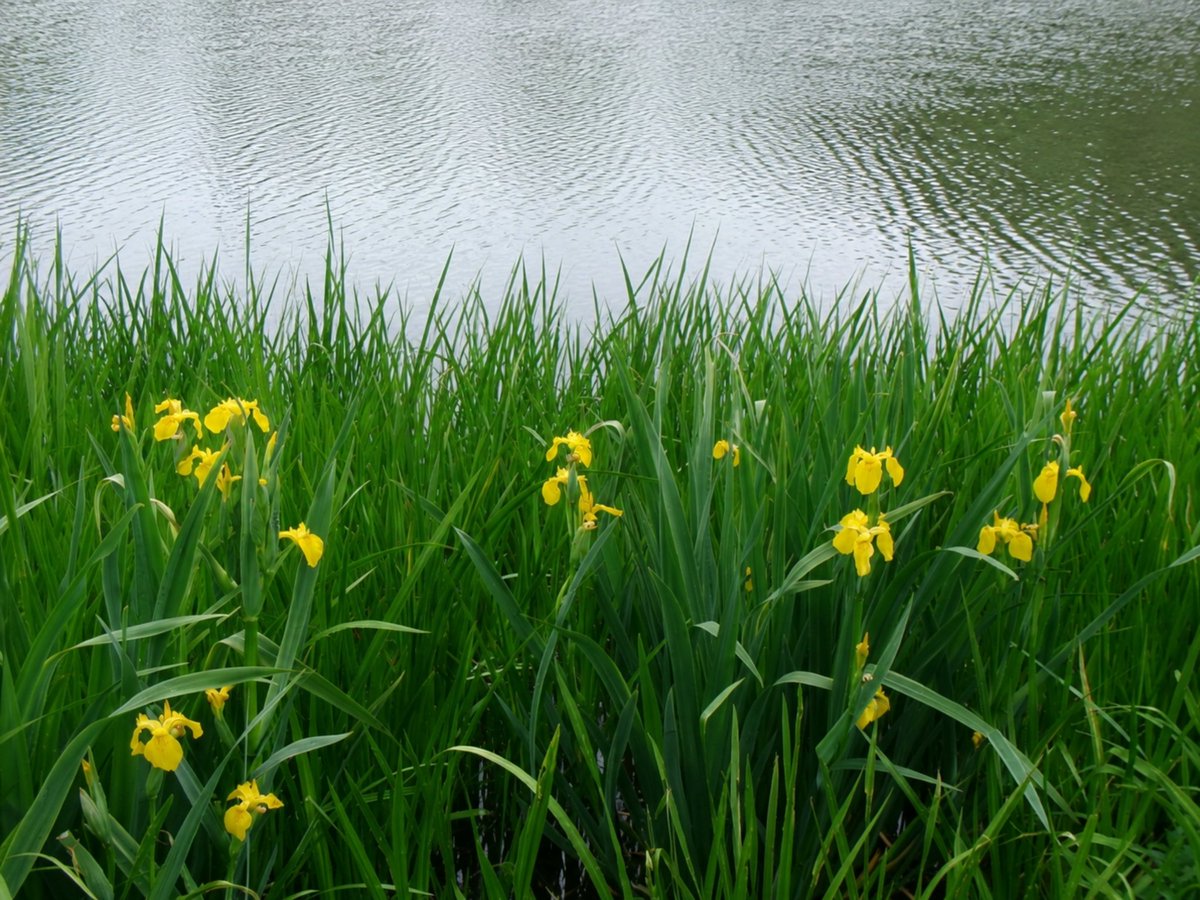 FaintStudy's tweet photo. Irises https://t.co/PTgU5mySTU