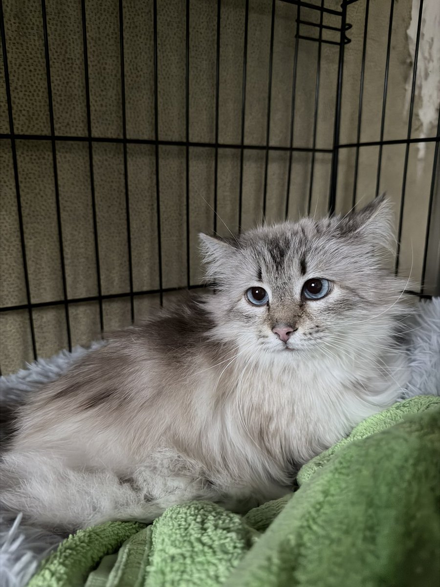 Irena Druzenko 🇺🇦🐈⬛ KCC (Kyiv Cat Crew) tweet media