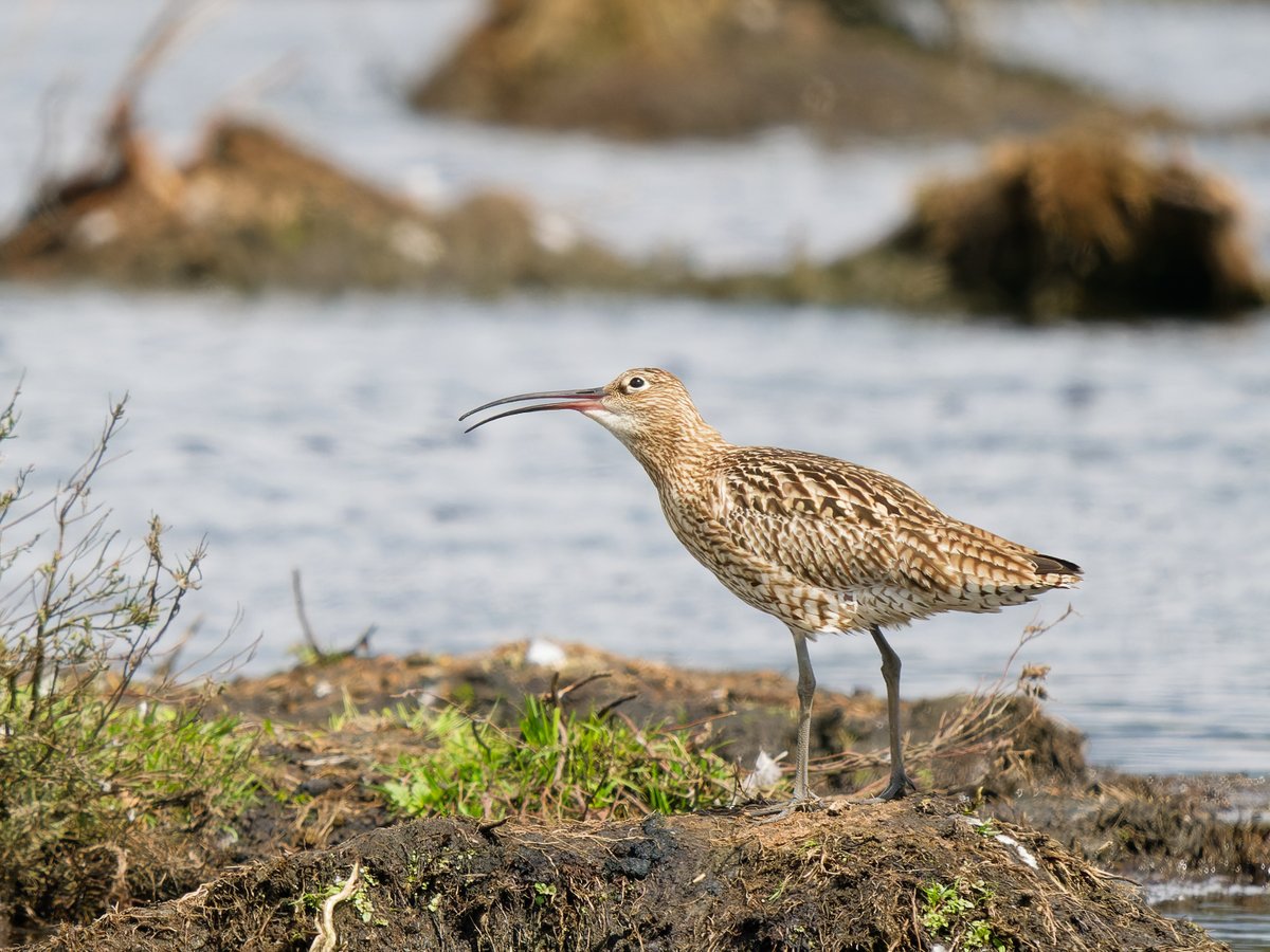 HummingBird_The's tweet photo. Here's one of the resident curlew at Thursley Common last week. There're a pair setting up camp near Pudmore Pond. 🐦🪶🙂  #birds #birdphotography https://t.co/oPObJP7rXn