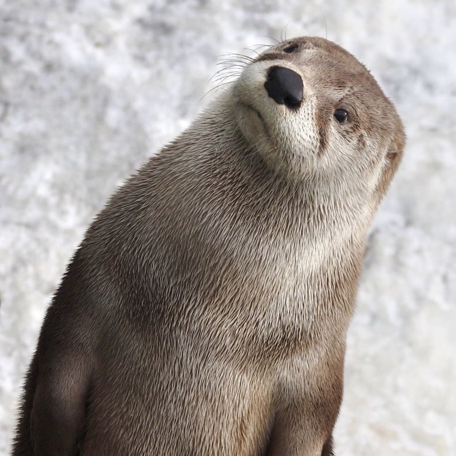 Charlie Cox as Otters tweet media