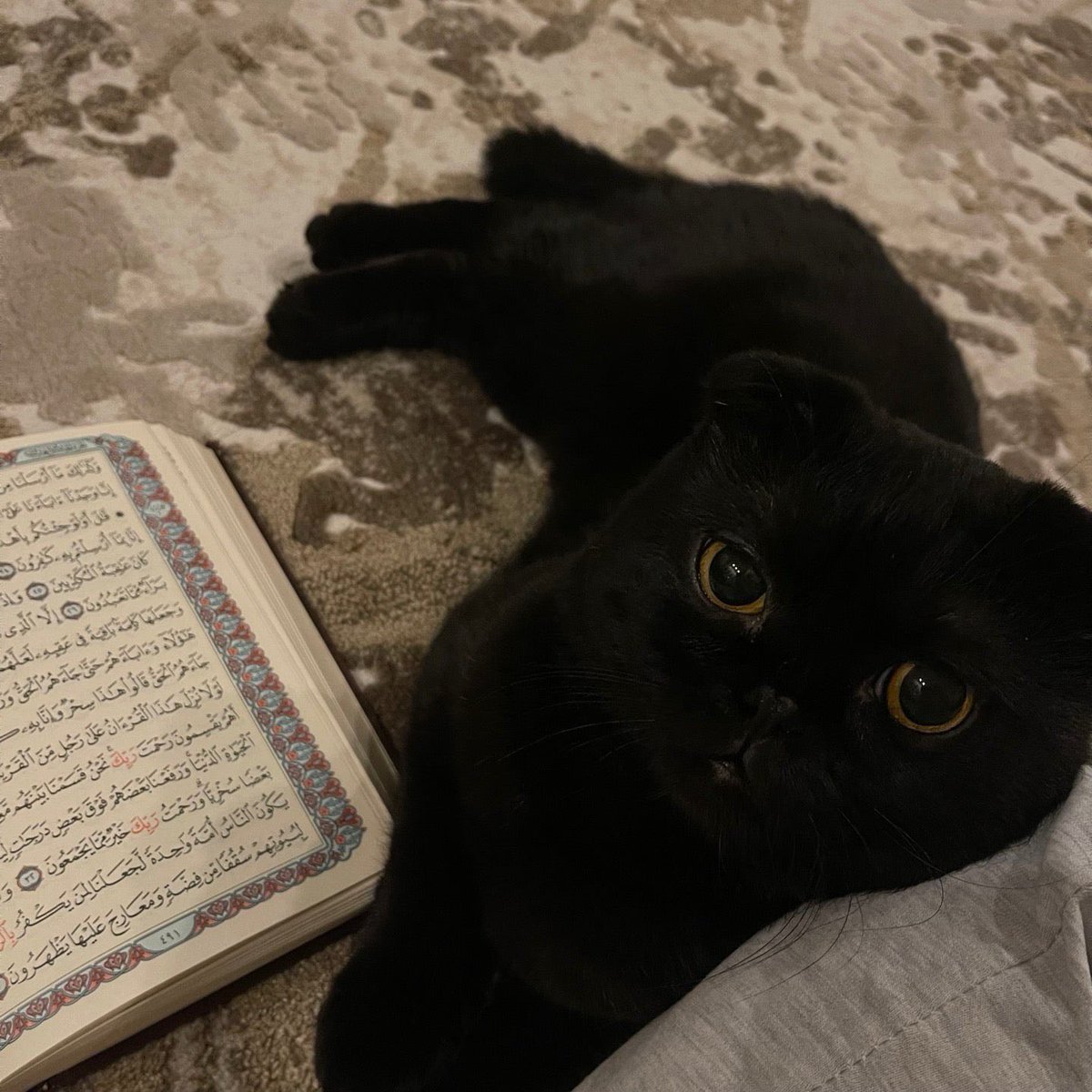 onlyGhla's tweet photo. 🐈‍⬛ https://t.co/PBXFpjYdIL