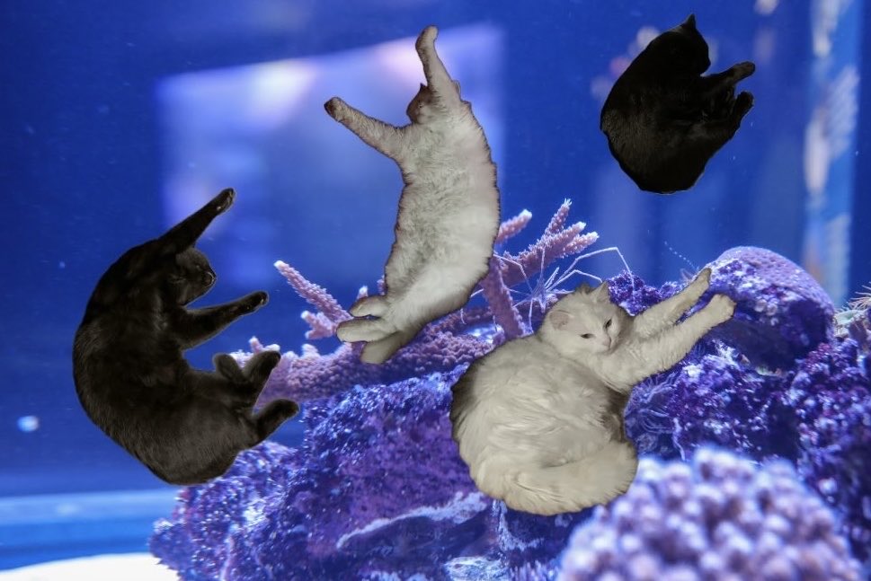 melbawbu's tweet photo. my aquarium of shrimps https://t.co/OGIBFDq8lA