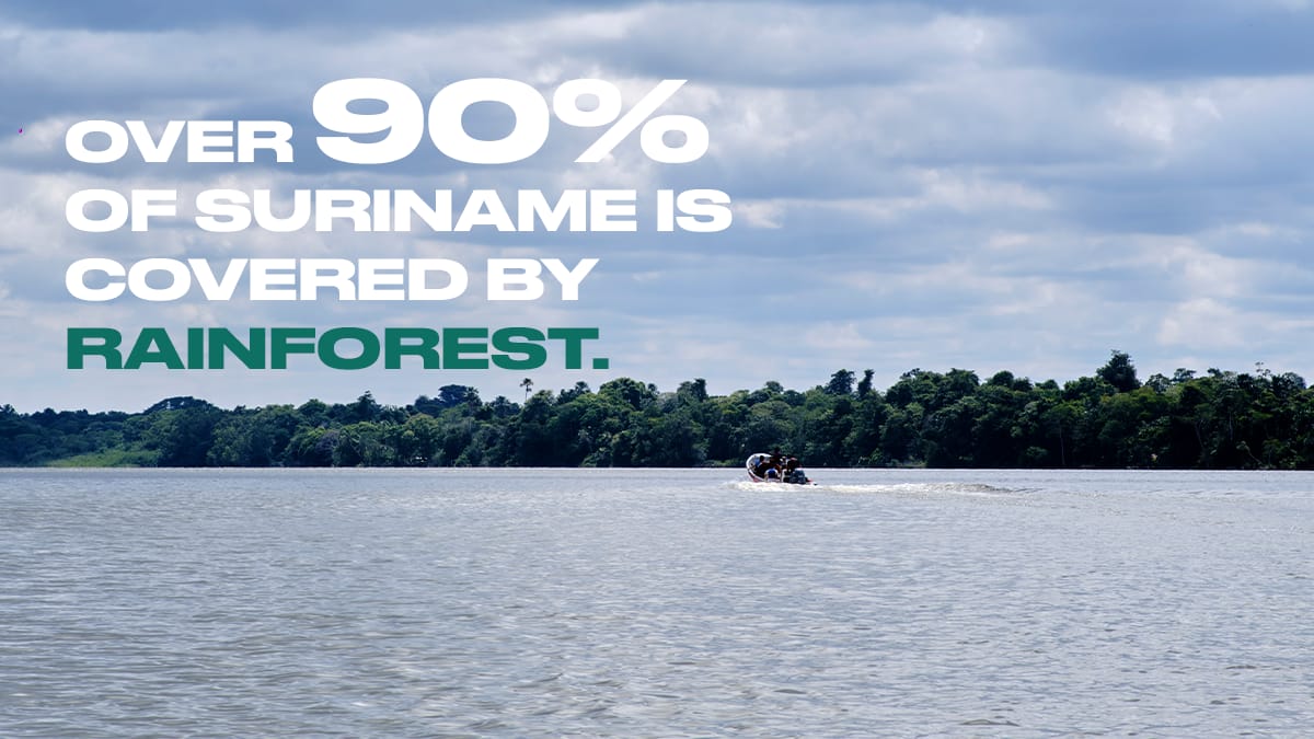 srdecentralized's tweet photo. More than 90% of Suriname is covered by tropical rainforest, making it one of the most forested countries in the world.

#Suriname #Rainforest https://t.co/jV9qWYUqVJ